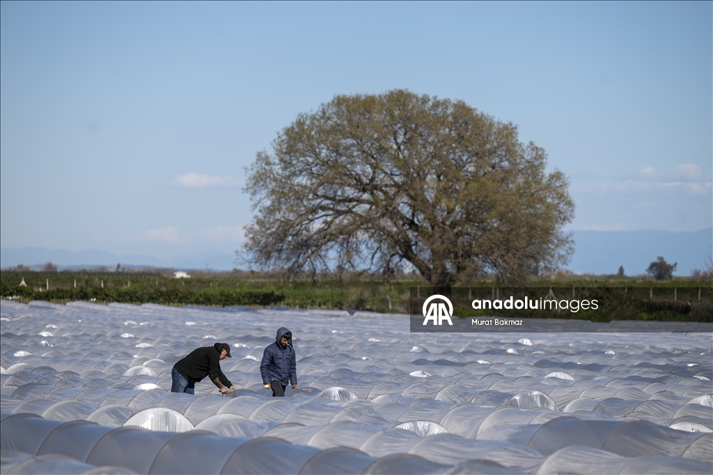 Adana’da karpuz üreticileri fidelerini korumak için büyük çaba sarf ediyor