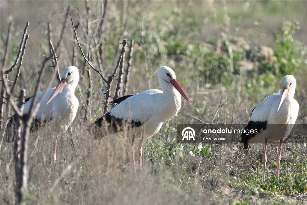 تركيا.. طيور مهاجرة تحطّ رحالها في مرسين إيذانا بقدوم الربيع