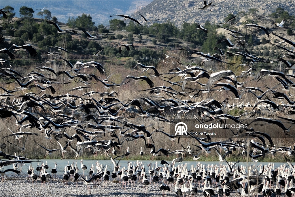 Baharın yüzünü gösterdiği Mersin, leylek ve pelikan sürülerini ağırlıyor