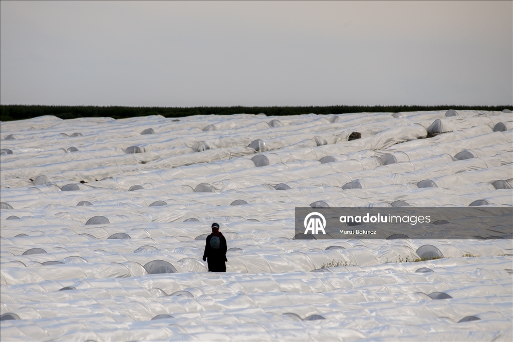 Adana’da karpuz üreticileri fidelerini korumak için büyük çaba sarf ediyor