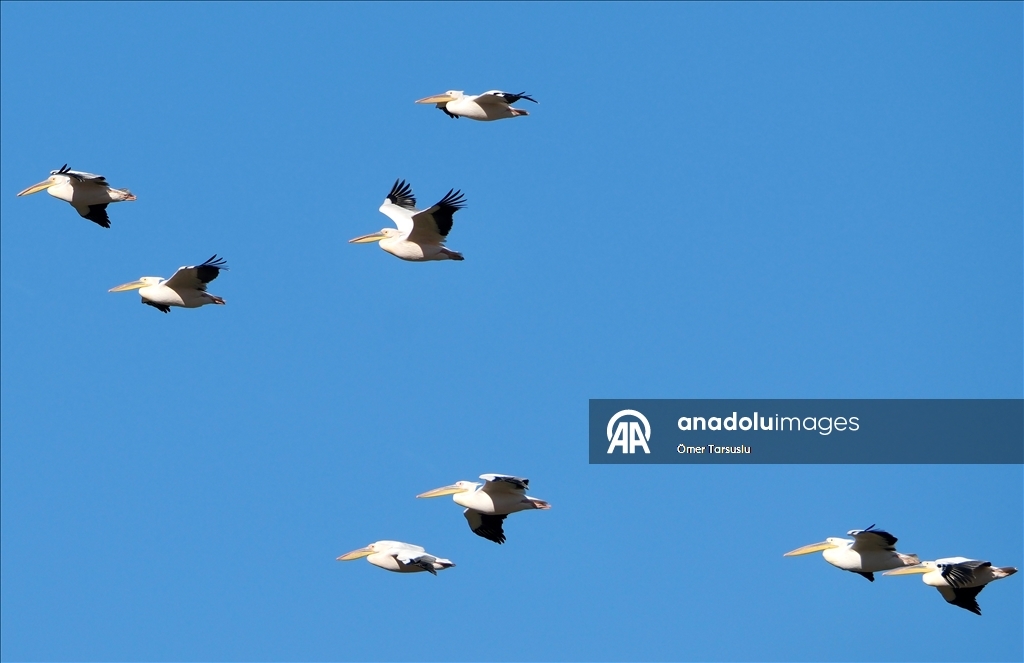 تركيا.. طيور مهاجرة تحطّ رحالها في مرسين إيذانا بقدوم الربيع