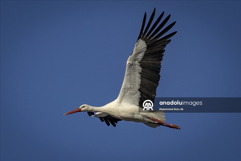 "Baharın müjdecisi" leylekler Karakaya Barajı etrafındaki yuvalarına dönmeye başladı