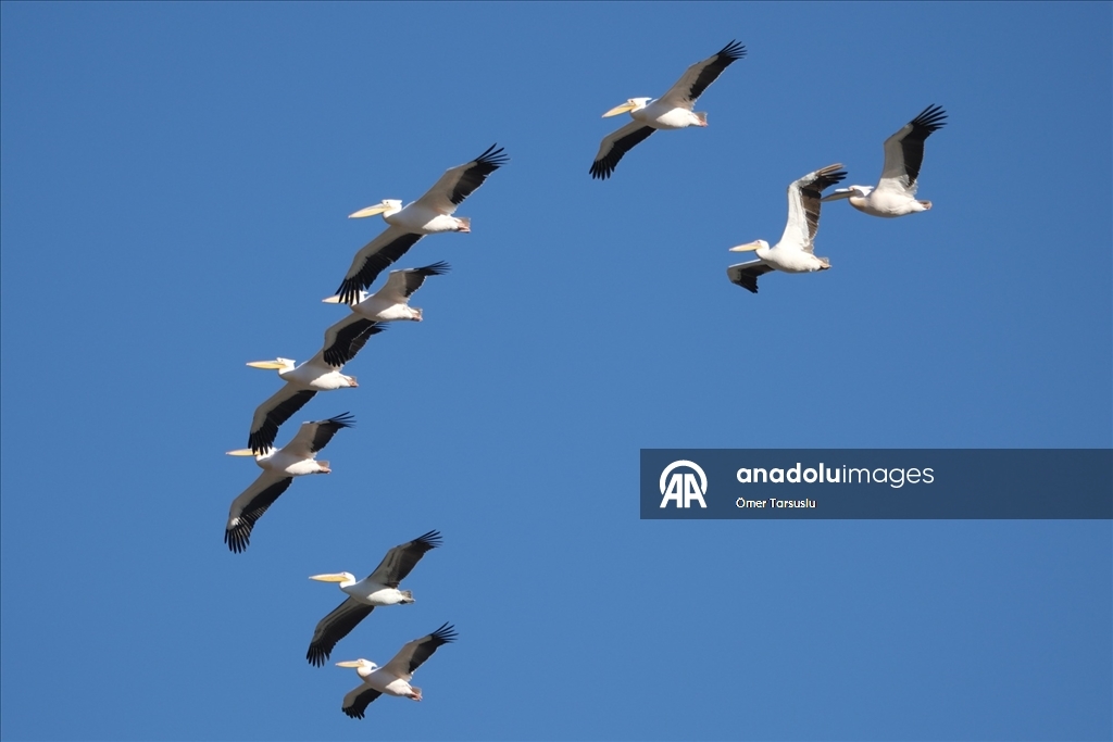 Baharın yüzünü gösterdiği Mersin, leylek ve pelikan sürülerini ağırlıyor