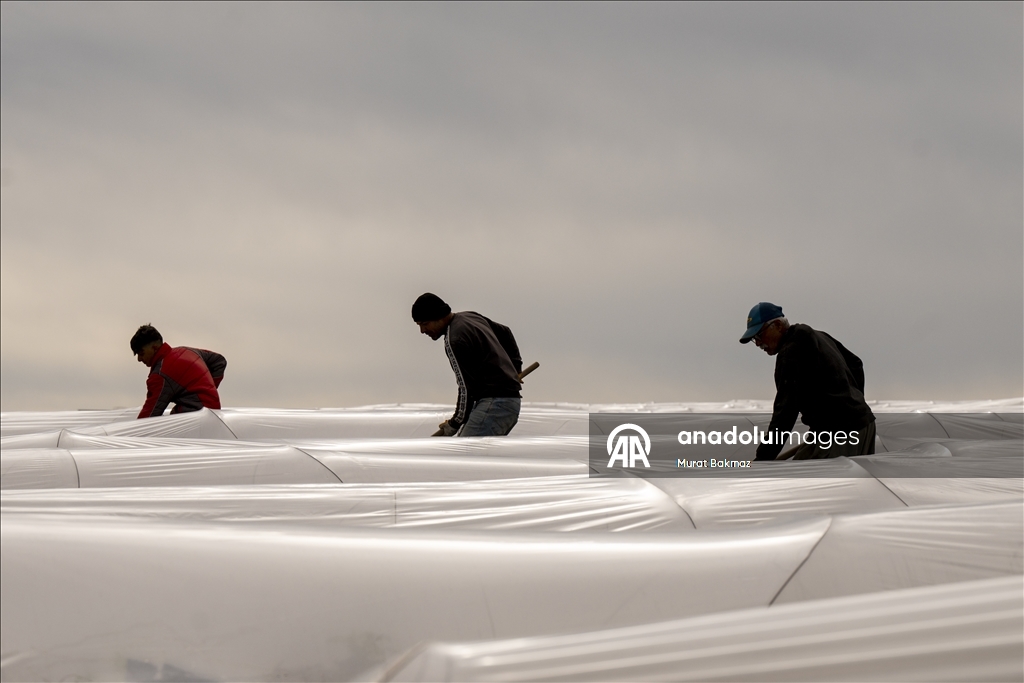 Adana’da karpuz üreticileri fidelerini korumak için büyük çaba sarf ediyor