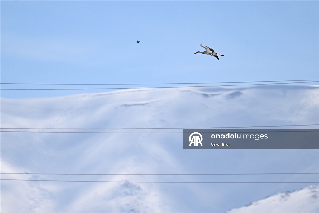 Baharın müjdecisi leyleğe kar sürprizi