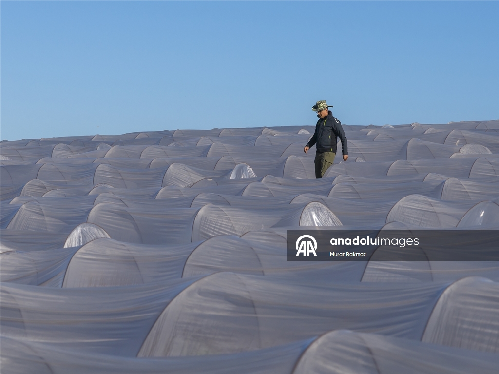 Adana’da karpuz üreticileri fidelerini korumak için büyük çaba sarf ediyor