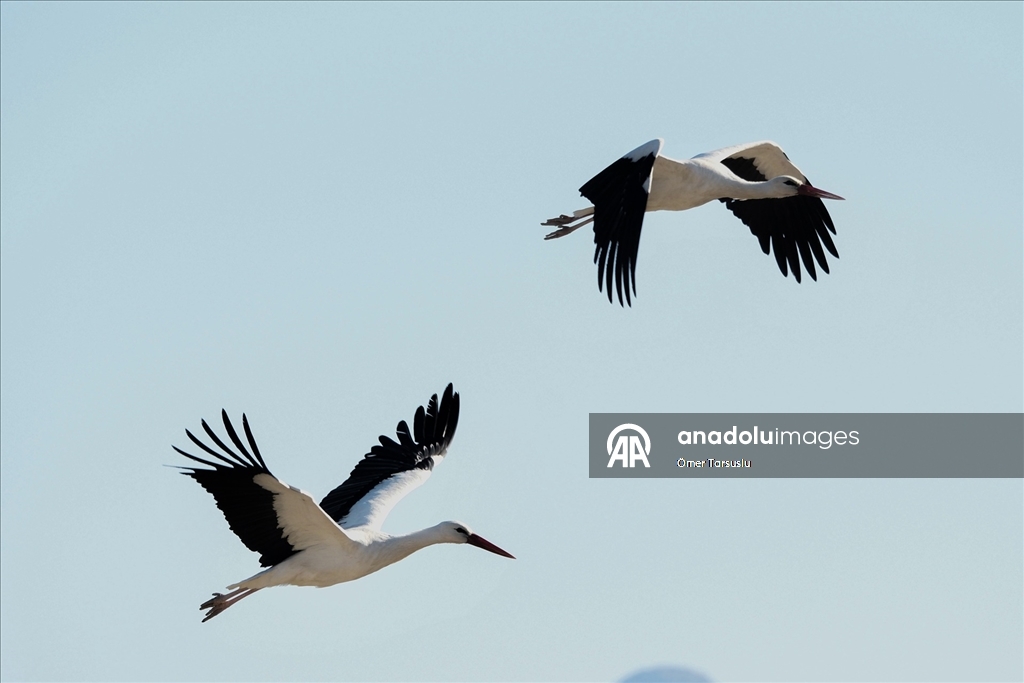 Baharın yüzünü gösterdiği Mersin, leylek ve pelikan sürülerini ağırlıyor