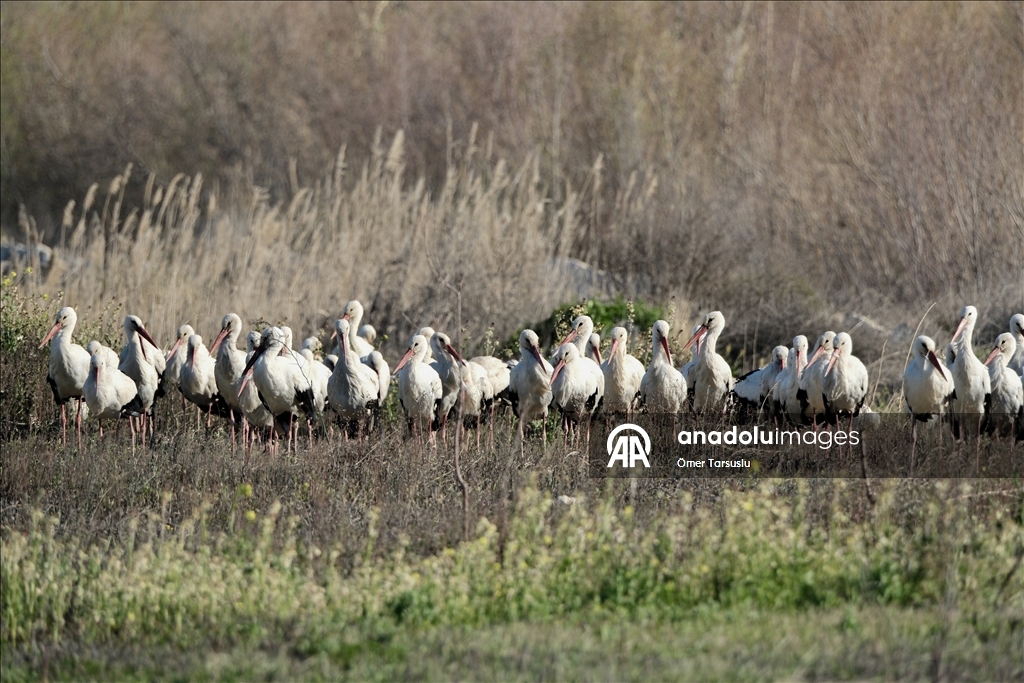 تركيا.. طيور مهاجرة تحطّ رحالها في مرسين إيذانا بقدوم الربيع