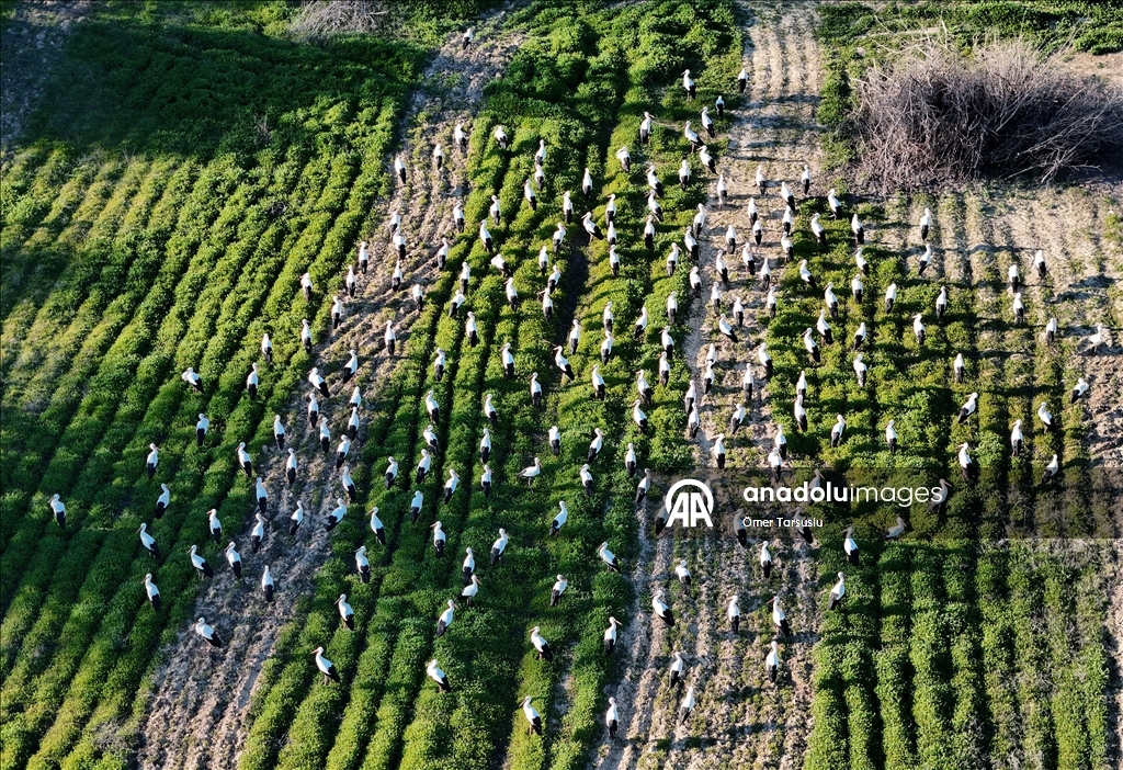 تركيا.. طيور مهاجرة تحطّ رحالها في مرسين إيذانا بقدوم الربيع