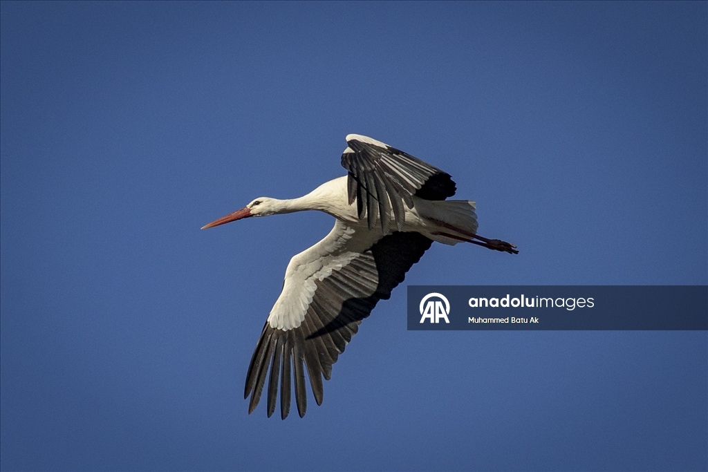 "Baharın müjdecisi" leylekler Karakaya Barajı etrafındaki yuvalarına dönmeye başladı