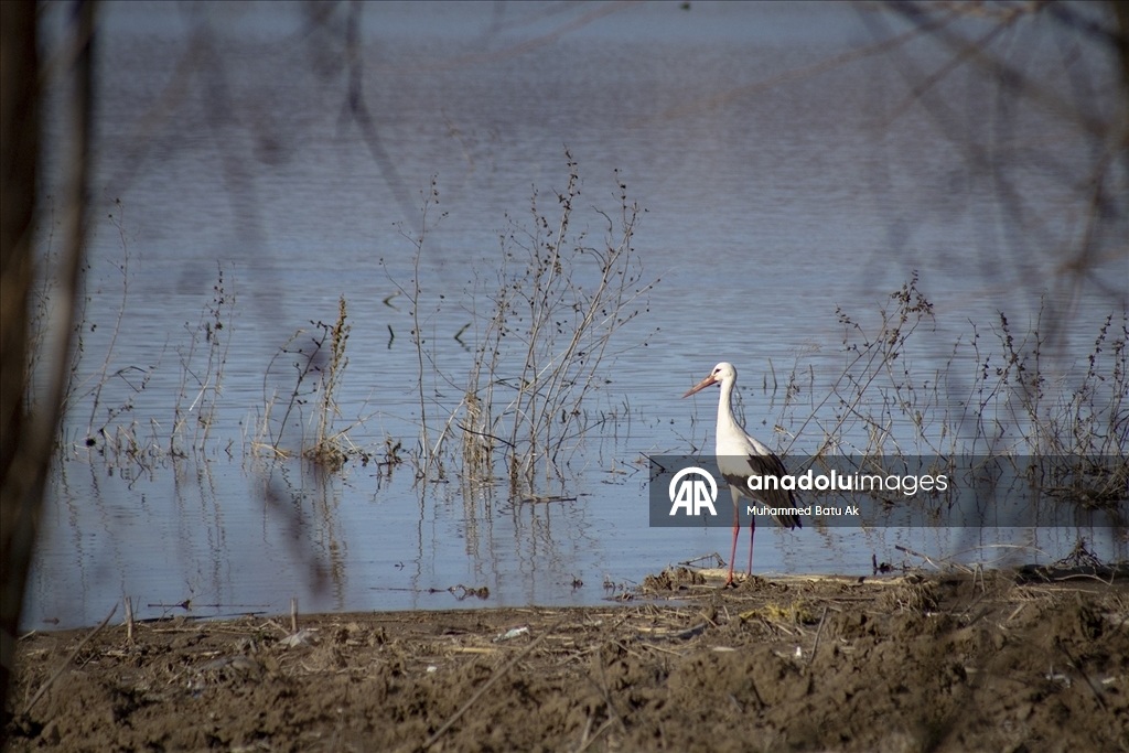 "Baharın müjdecisi" leylekler Karakaya Barajı etrafındaki yuvalarına dönmeye başladı