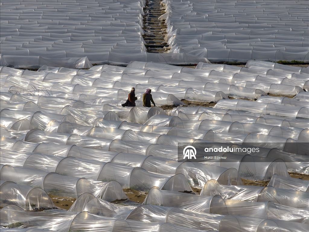 Adana’da karpuz üreticileri fidelerini korumak için büyük çaba sarf ediyor