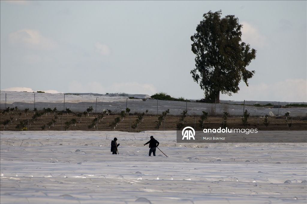 Adana’da karpuz üreticileri fidelerini korumak için büyük çaba sarf ediyor