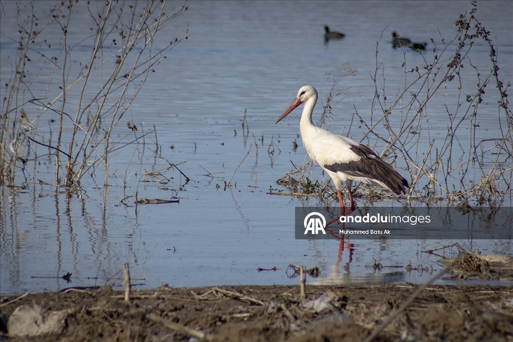 "Baharın müjdecisi" leylekler Karakaya Barajı etrafındaki yuvalarına dönmeye başladı