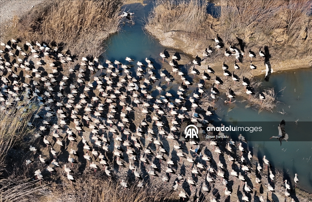 تركيا.. طيور مهاجرة تحطّ رحالها في مرسين إيذانا بقدوم الربيع