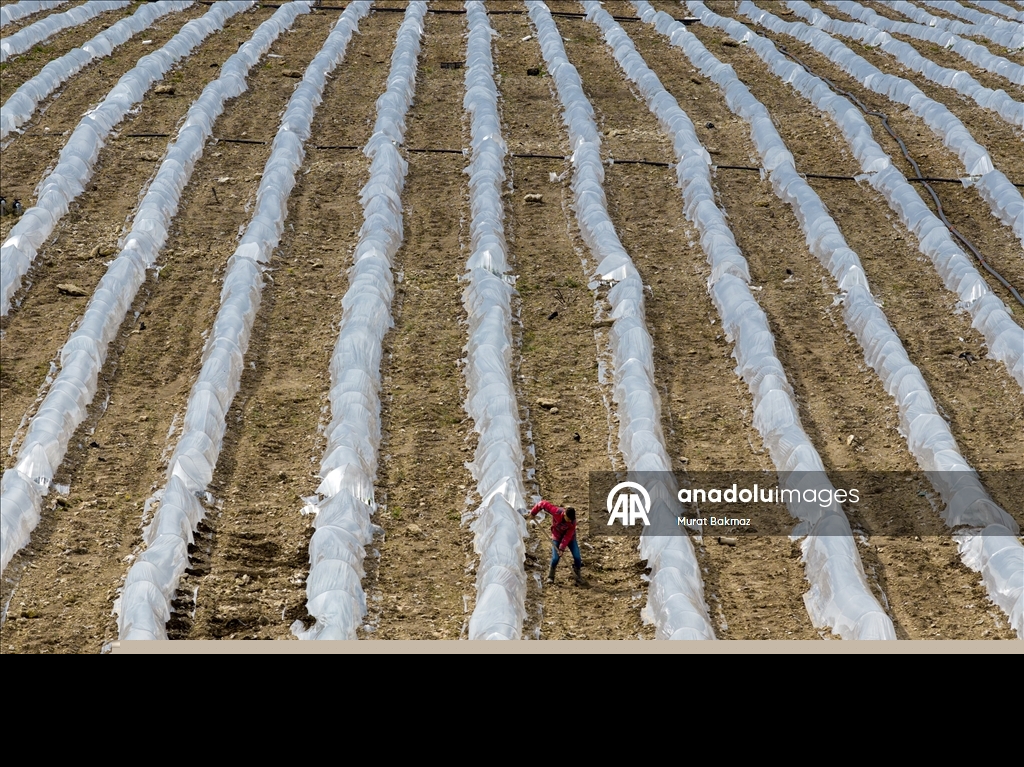 Adana’da karpuz üreticileri fidelerini korumak için büyük çaba sarf ediyor