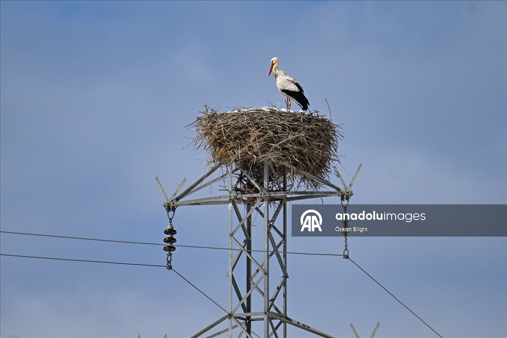 Baharın müjdecisi leyleğe kar sürprizi