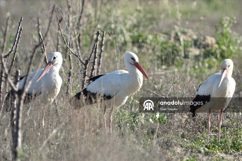 Baharın yüzünü gösterdiği Mersin, leylek ve pelikan sürülerini ağırlıyor