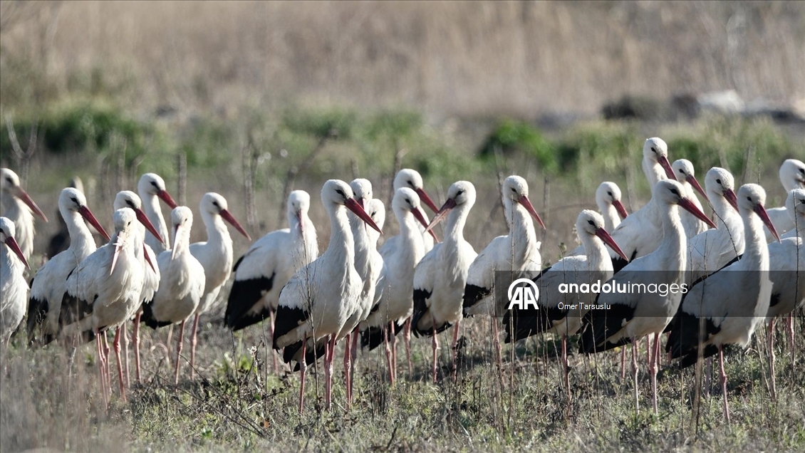 Baharın yüzünü gösterdiği Mersin, leylek ve pelikan sürülerini ağırlıyor