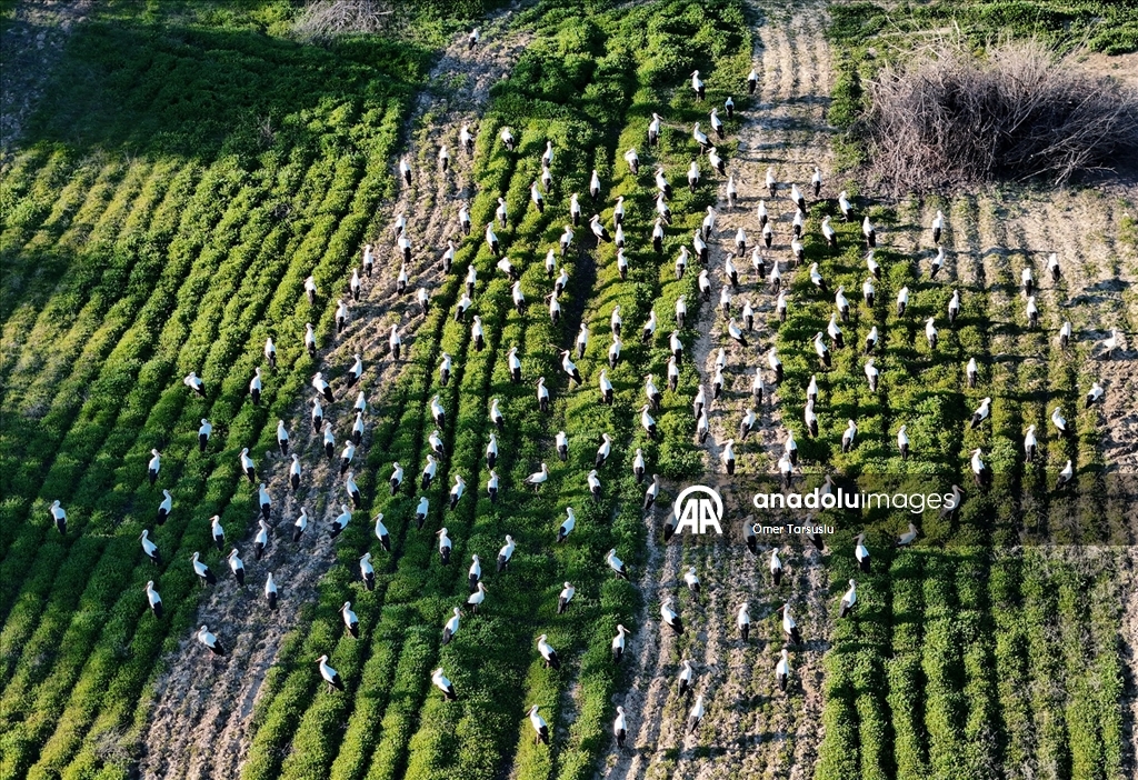 Baharın yüzünü gösterdiği Mersin, leylek ve pelikan sürülerini ağırlıyor
