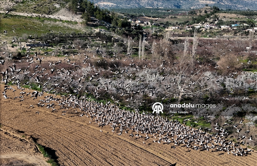 تركيا.. طيور مهاجرة تحطّ رحالها في مرسين إيذانا بقدوم الربيع