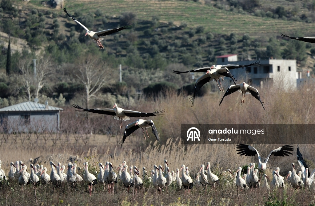 Baharın yüzünü gösterdiği Mersin, leylek ve pelikan sürülerini ağırlıyor