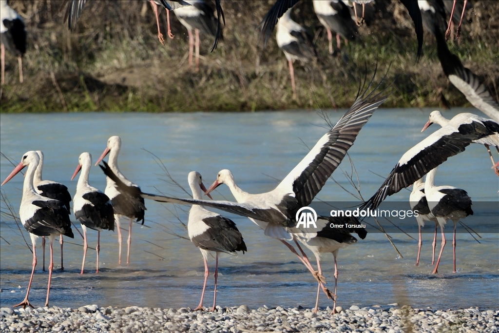 تركيا.. طيور مهاجرة تحطّ رحالها في مرسين إيذانا بقدوم الربيع