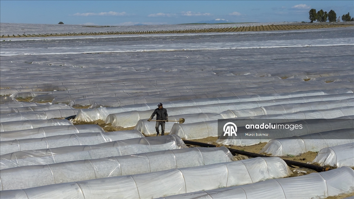 Adana’da karpuz üreticileri fidelerini korumak için büyük çaba sarf ediyor