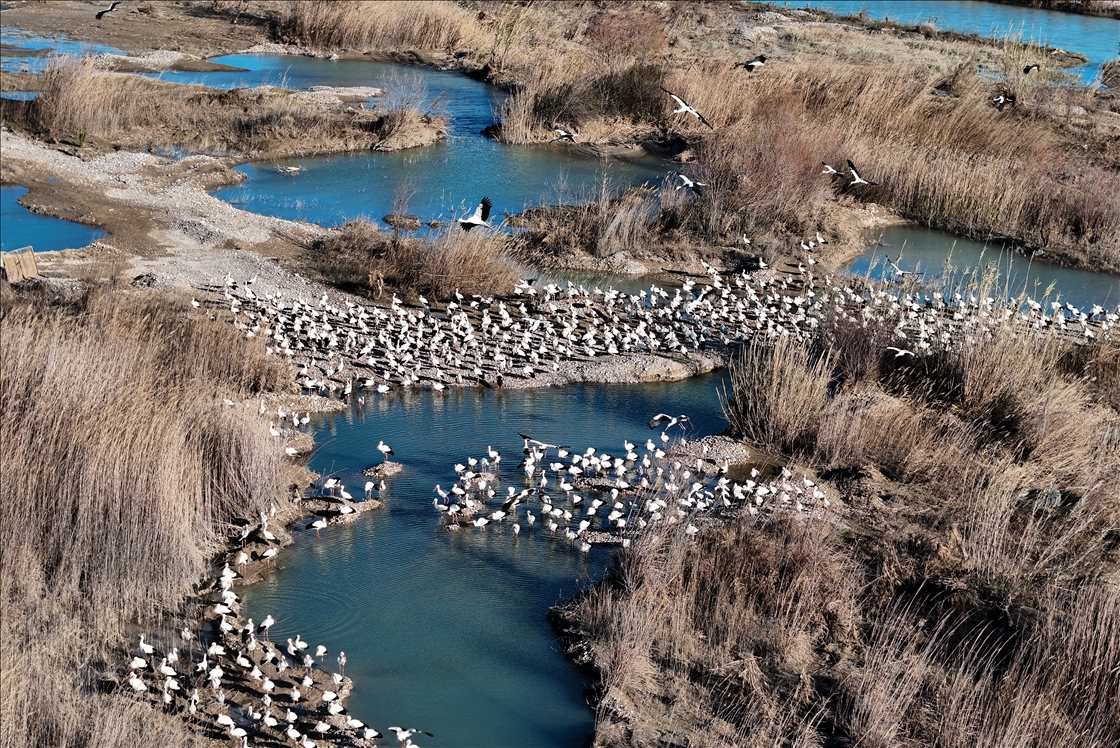 تركيا.. طيور مهاجرة تحطّ رحالها في مرسين إيذانا بقدوم الربيع