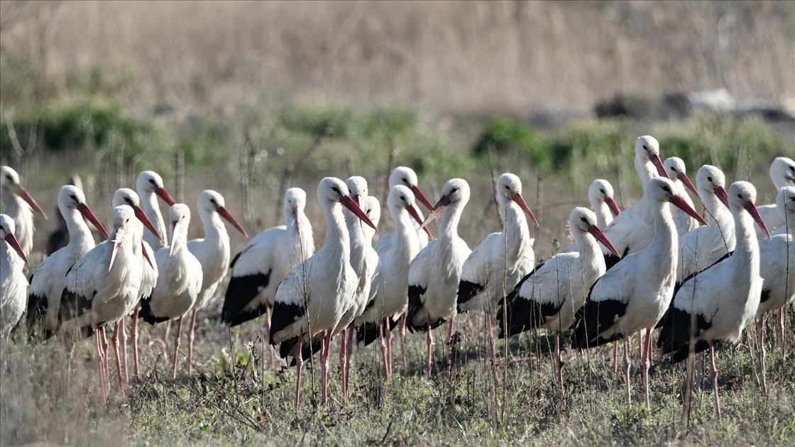 Baharın yüzünü gösterdiği Mersin, leylek ve pelikan sürülerini ağırlıyor