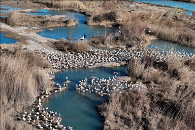 تركيا.. طيور مهاجرة تحطّ رحالها في مرسين إيذانا بقدوم الربيع