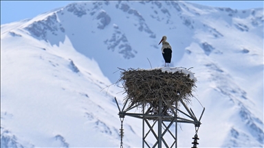 Baharın müjdecisi leyleğe kar sürprizi