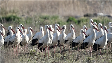 Baharın yüzünü gösterdiği Mersin, leylek ve pelikan sürülerini ağırlıyor