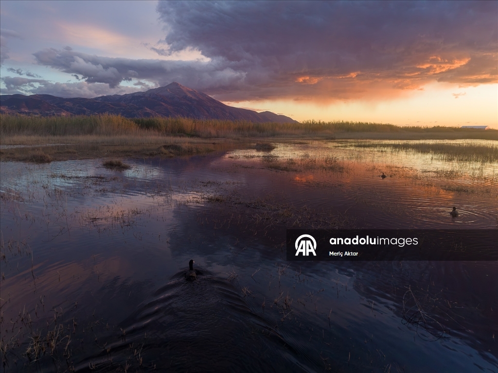 Milleyha Sulak Alanı göçmen kuşlara ev sahipliği yapıyor