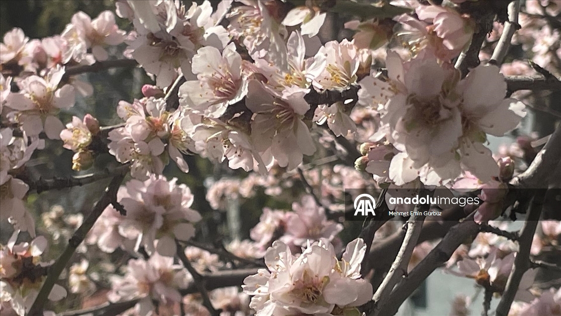 Bolu'da meyve ağaçları çiçek açtı