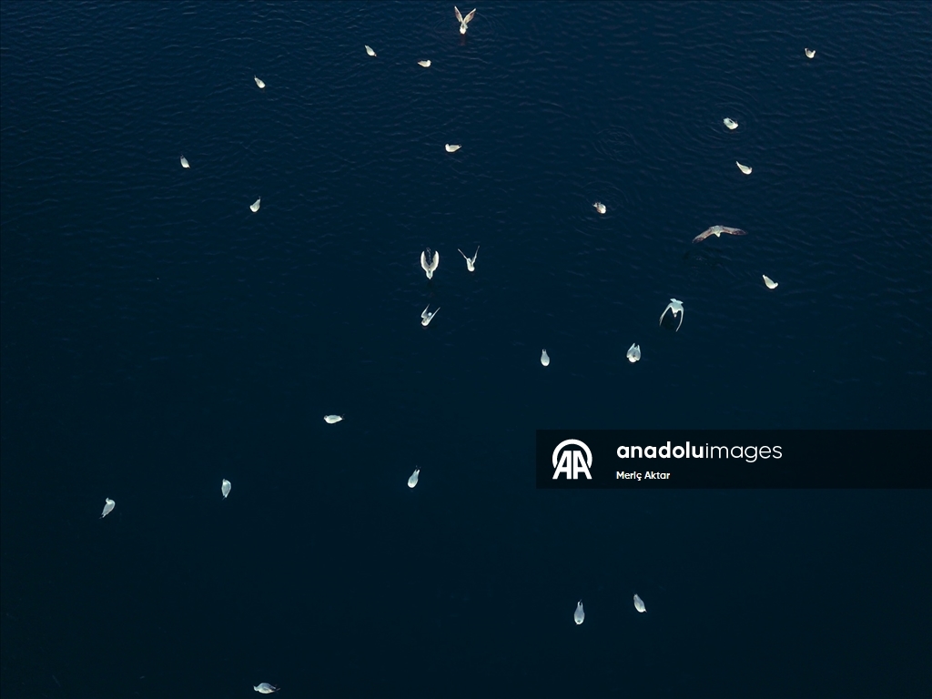 Milleyha Sulak Alanı göçmen kuşlara ev sahipliği yapıyor