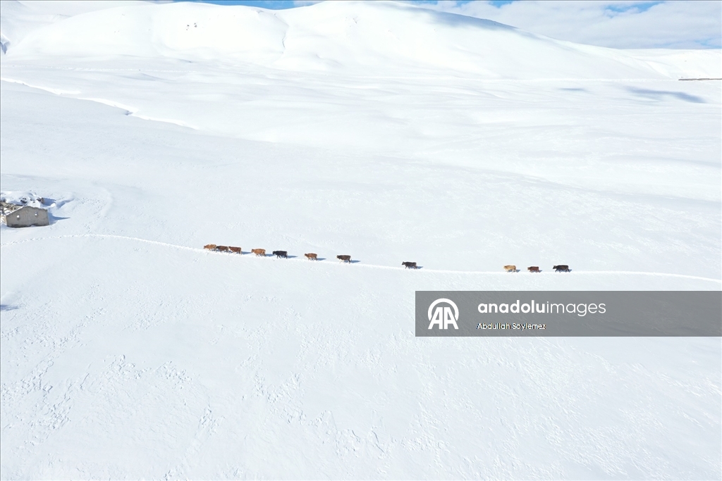 Baharda ev ve ahırların kara gömüldüğü Ağrı'nın köylerinde yaşam zorlu geçiyor