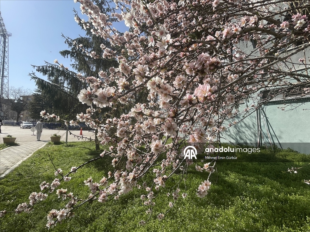 Bolu'da meyve ağaçları çiçek açtı