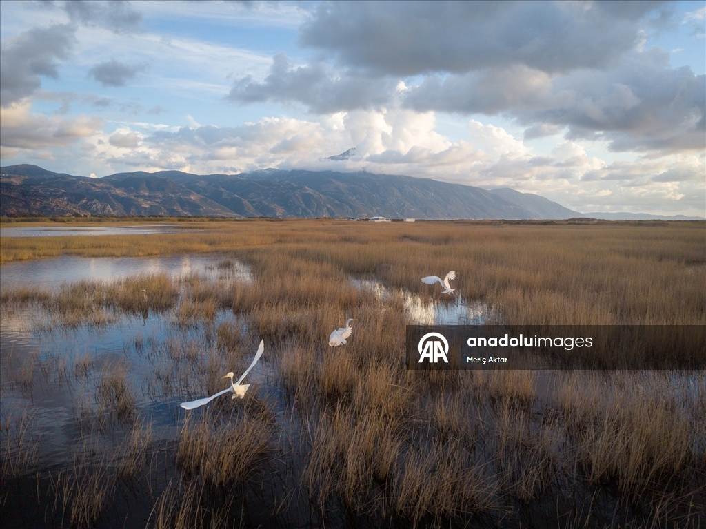 Milleyha Sulak Alanı göçmen kuşlara ev sahipliği yapıyor
