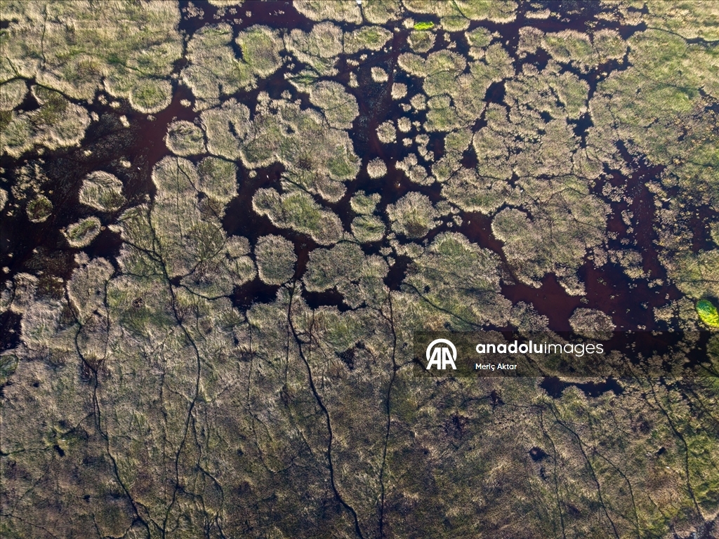 Milleyha Sulak Alanı göçmen kuşlara ev sahipliği yapıyor