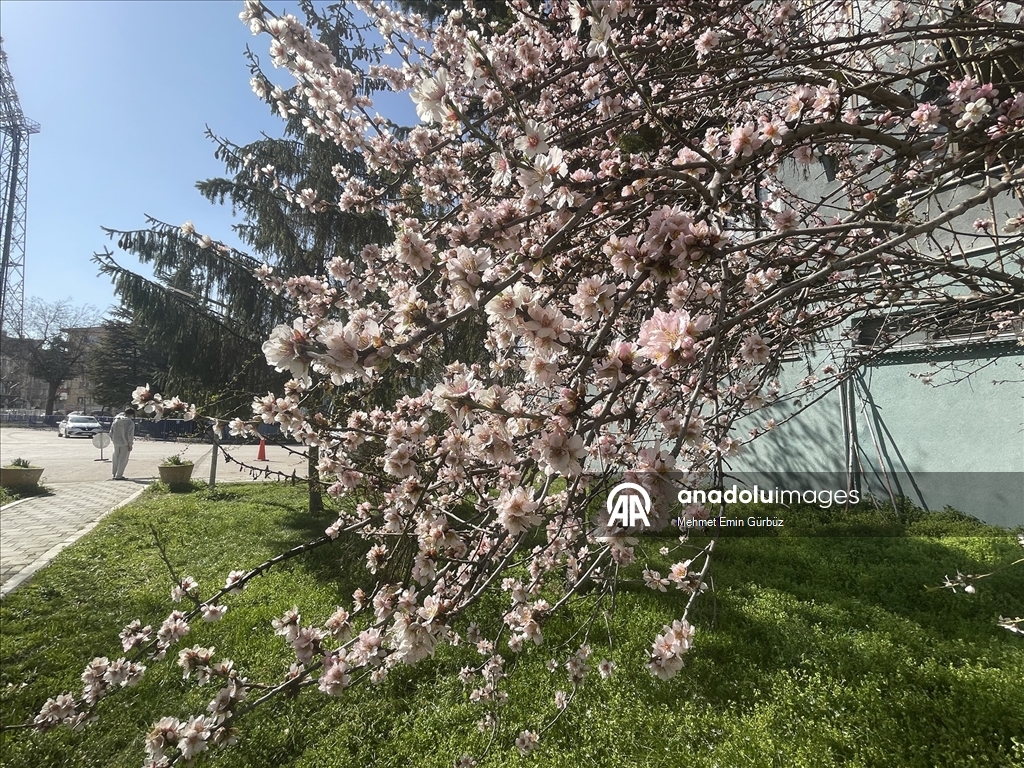 Bolu'da meyve ağaçları çiçek açtı