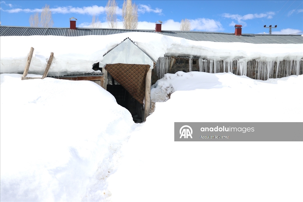 Baharda ev ve ahırların kara gömüldüğü Ağrı'nın köylerinde yaşam zorlu geçiyor