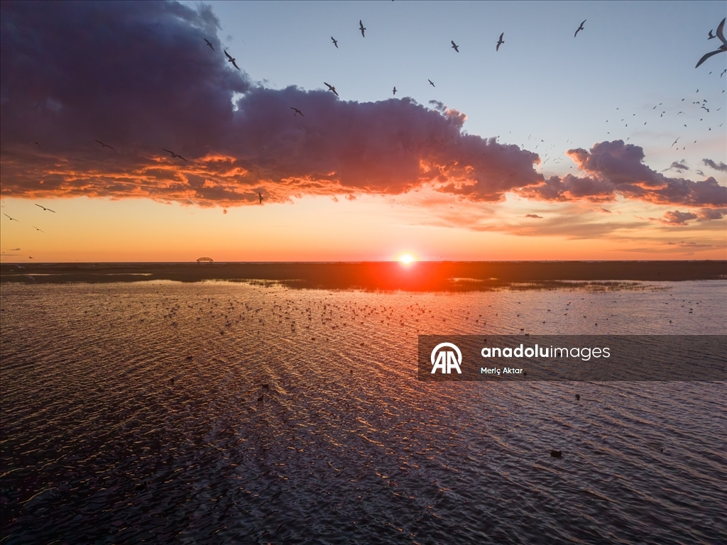 Milleyha Sulak Alanı göçmen kuşlara ev sahipliği yapıyor