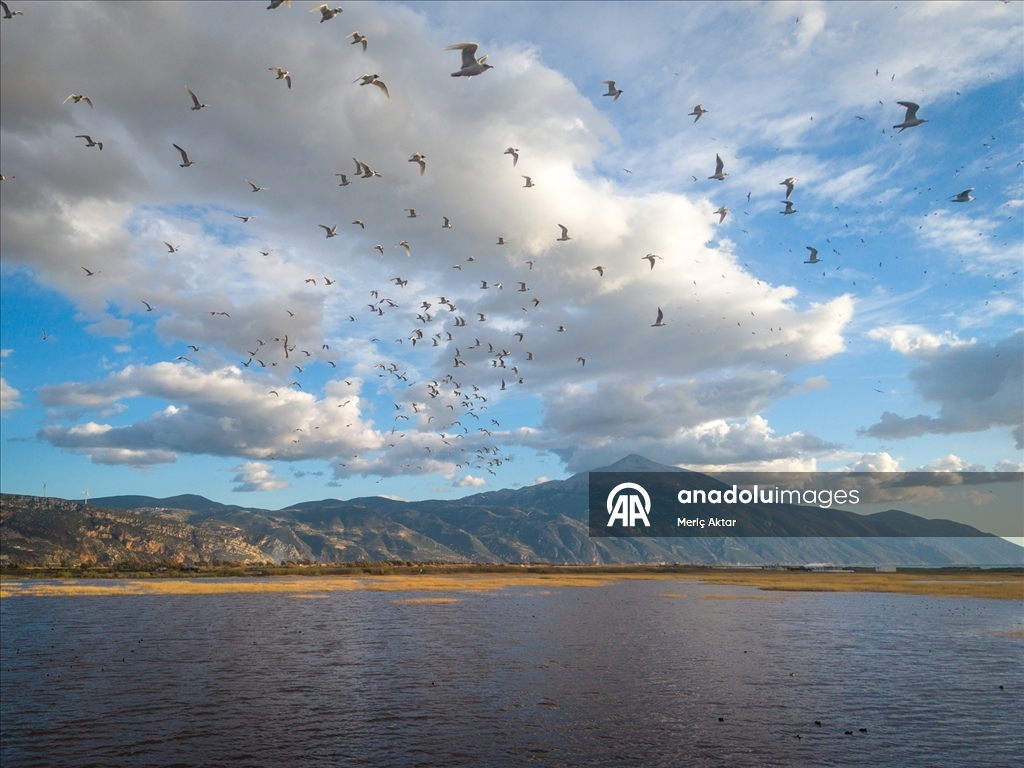 Milleyha Sulak Alanı göçmen kuşlara ev sahipliği yapıyor