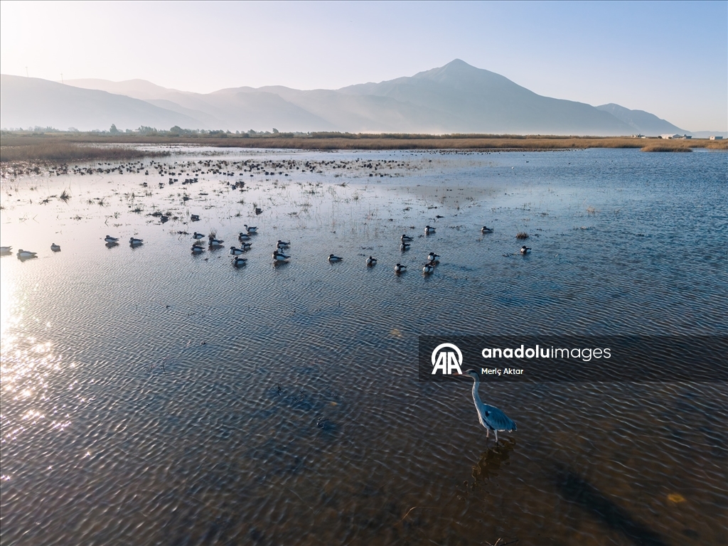 Milleyha Sulak Alanı göçmen kuşlara ev sahipliği yapıyor