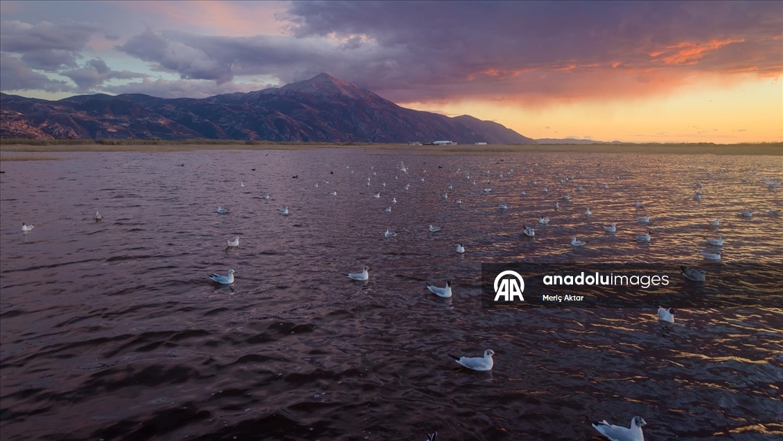 Milleyha Sulak Alanı göçmen kuşlara ev sahipliği yapıyor