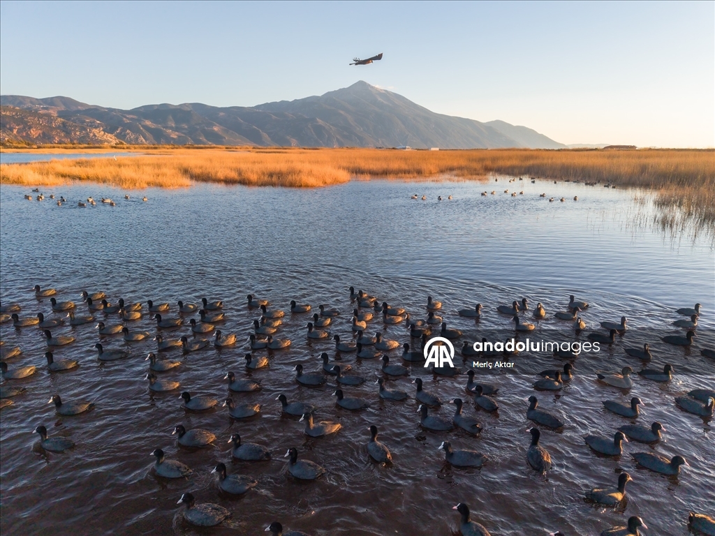 Milleyha Sulak Alanı göçmen kuşlara ev sahipliği yapıyor
