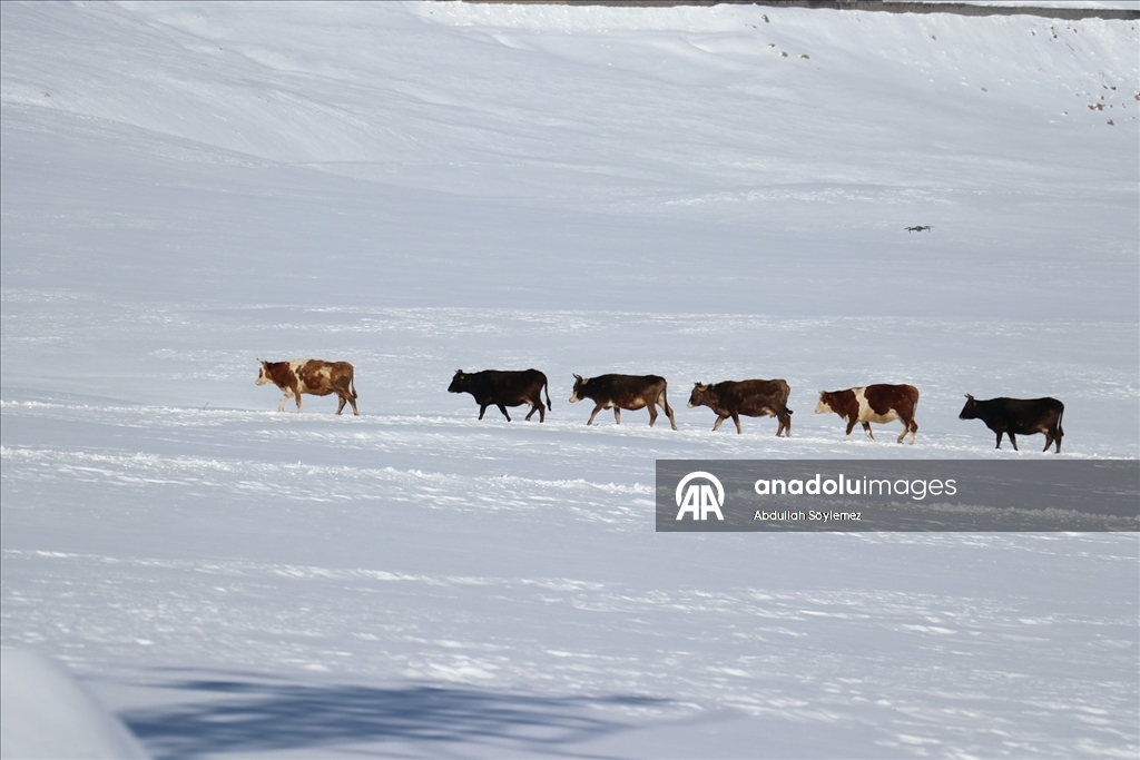 Baharda ev ve ahırların kara gömüldüğü Ağrı'nın köylerinde yaşam zorlu geçiyor