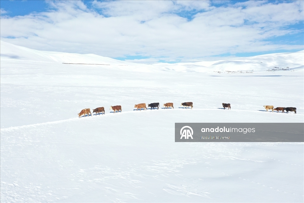 Baharda ev ve ahırların kara gömüldüğü Ağrı'nın köylerinde yaşam zorlu geçiyor