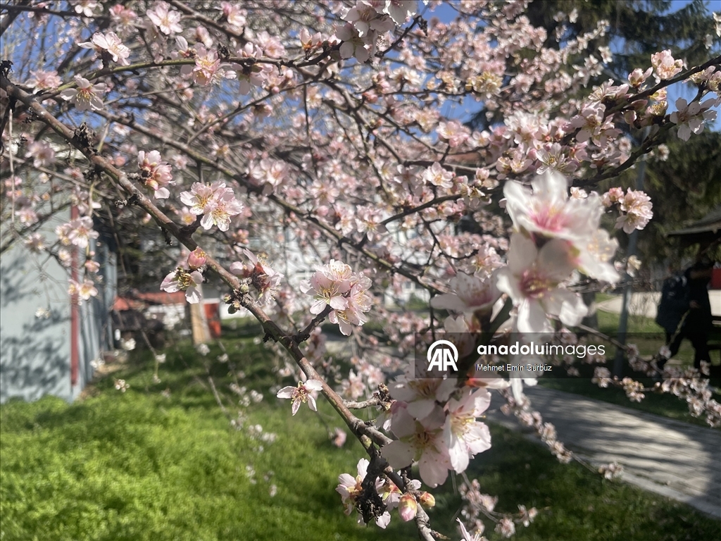 Bolu'da meyve ağaçları çiçek açtı